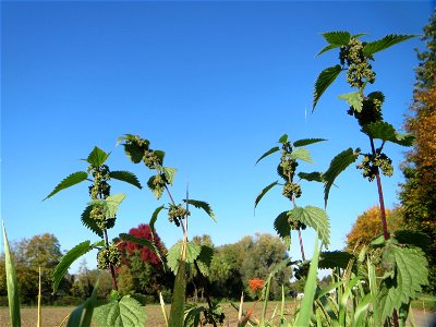 Große Brennnessel (Urtica dioica) im Hockenheimer Rheinbogen photo