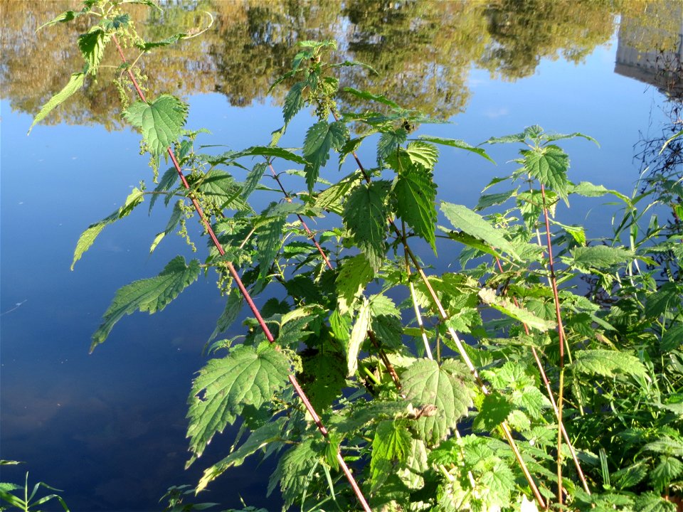 Große Brennnessel (Urtica dioica) an der Saar in Sankt Arnual