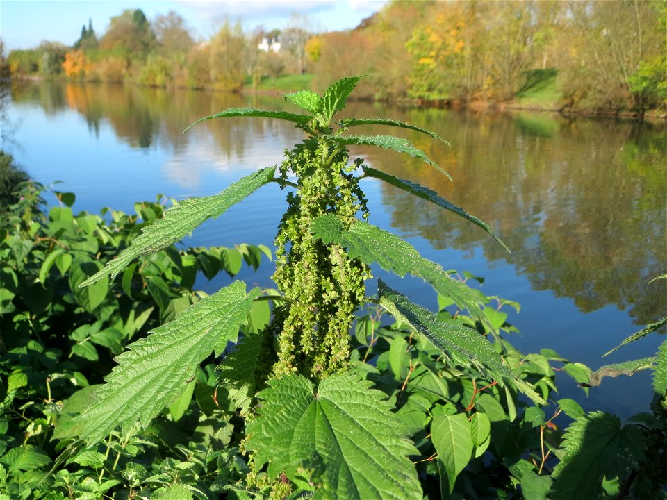 Große Brennnessel (Urtica dioica) an der Saar in Sankt Arnual