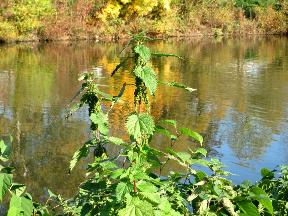 Große Brennnessel (Urtica dioica) an der Saar in Sankt Arnual