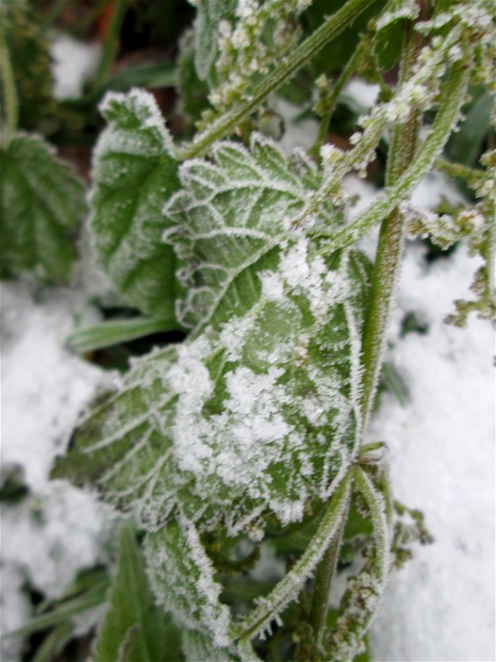 Vereiste Brennnessel (Urtica dioica) am Stadtrand von Hockenheim nach dem Wintereinbruch am 1. Dezember 2017