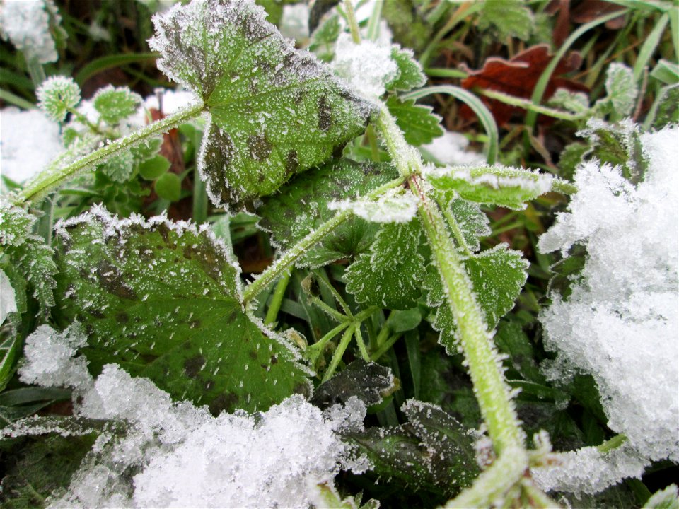 Vereiste Brennnessel (Urtica dioica) am Stadtrand von Hockenheim nach dem Wintereinbruch am 1. Dezember 2017