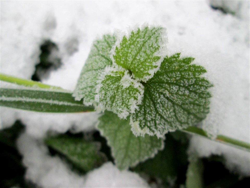 Vereiste Brennnessel (Urtica dioica) am Stadtrand von Hockenheim nach dem Wintereinbruch am 1. Dezember 2017