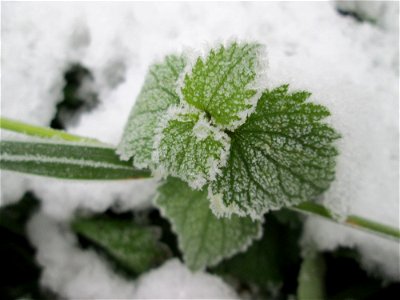 Vereiste Brennnessel (Urtica dioica) am Stadtrand von Hockenheim nach dem Wintereinbruch am 1. Dezember 2017
