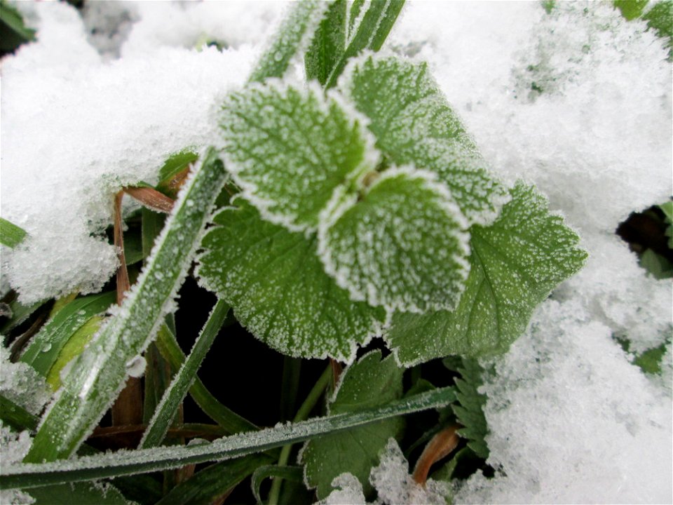 Vereiste Brennnessel (Urtica dioica) am Stadtrand von Hockenheim nach dem Wintereinbruch am 1. Dezember 2017