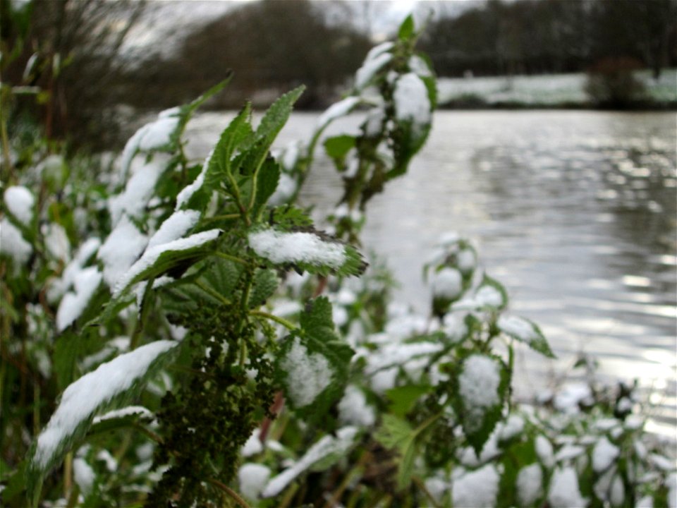 Große Brennnessel (Urtica dioica) an der Saar in Saarbrücken