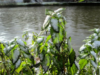 Große Brennnessel (Urtica dioica) an der Saar in Saarbrücken photo