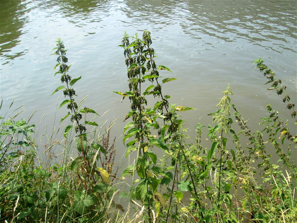 Große Brennnessel (Urtica dioica) an der Saar in Saarbrücken