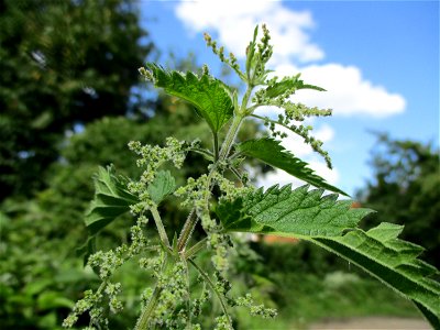 Große Brennnessel (Urtica dioica) auf einer Brachfläche der Halberger Hütte in Brebach photo