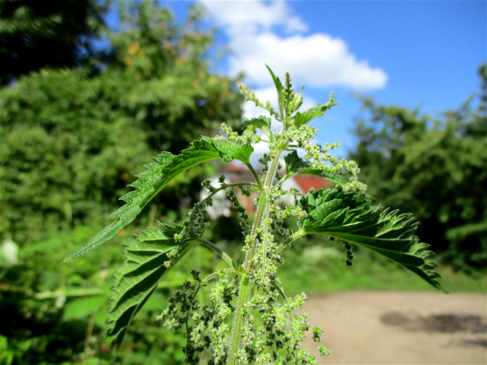 Große Brennnessel (Urtica dioica) auf einer Brachfläche der Halberger Hütte in Brebach