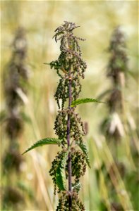 Nettles (Urtica dioica) in Röe gård, Röe, Lysekil Municipality, Sweden. photo