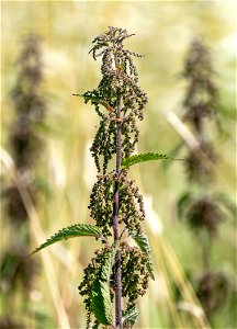 Nettles (Urtica dioica) in Röe gård, Röe, Lysekil Municipality, Sweden. photo