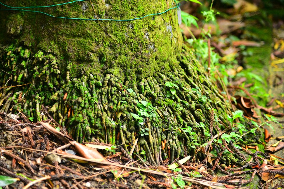 Pine tree woods forest