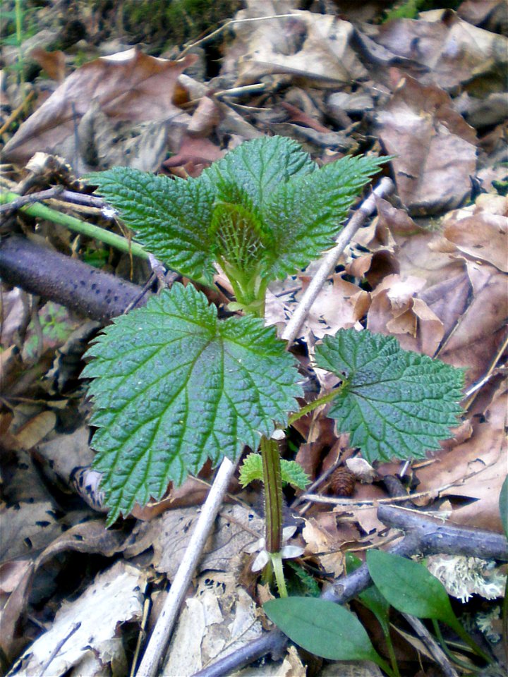 Urtica dioica subsp. gracilis, American Stinging nettle