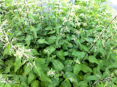 Urtica, Brennnessel photo