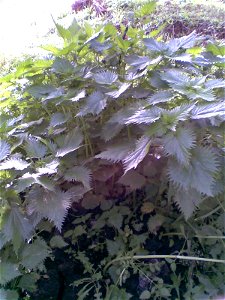 Urtica dioica Τσουκνίδα photo