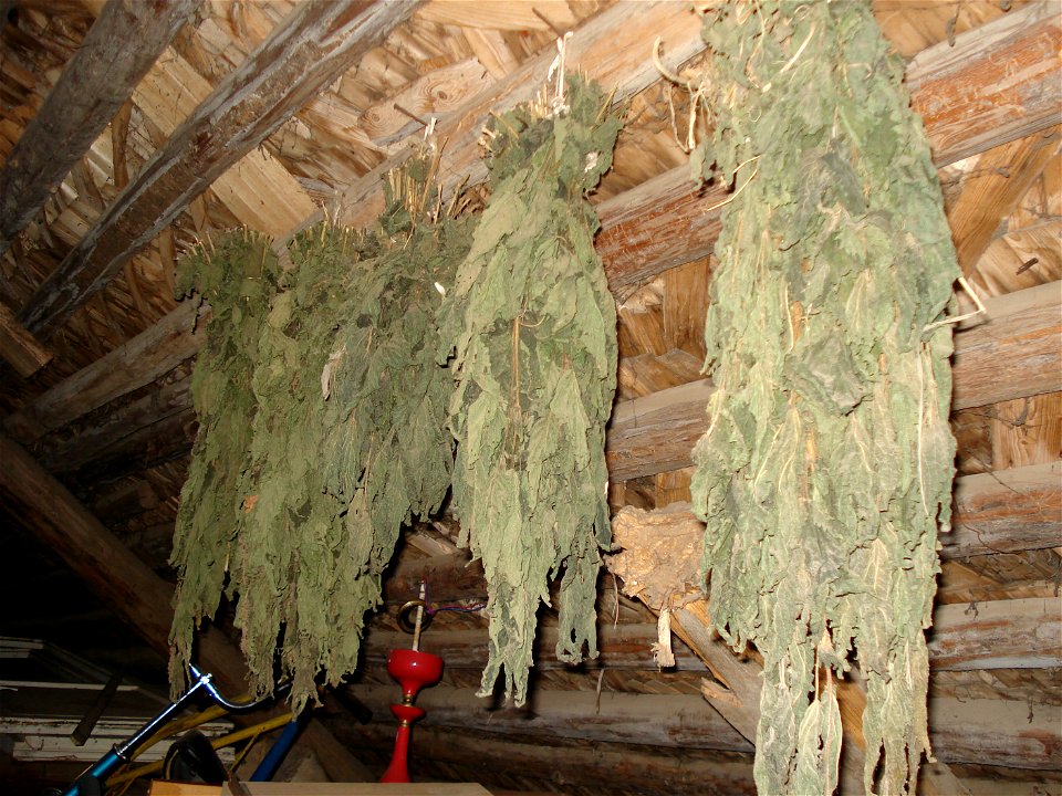 Urtica dioica, dried