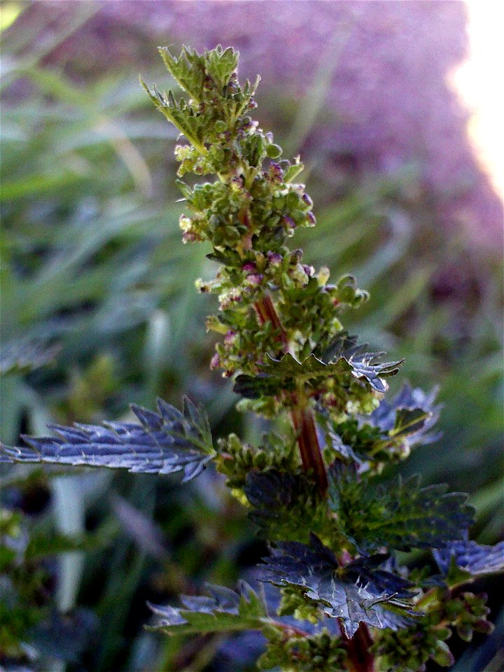 Urtica dioica flower close up, Dehesa Boyal de Puertollano, Spain
