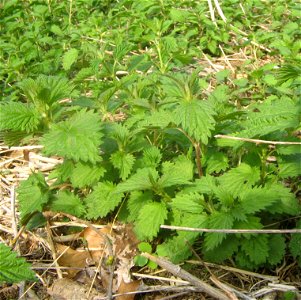 Young Nettles Shoots, Urtica diocia photo