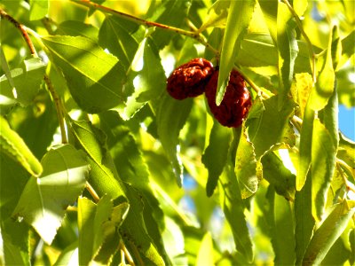 Ziziphus jujuba fruits, Parque El Pilar de Ciudad Real, Spain