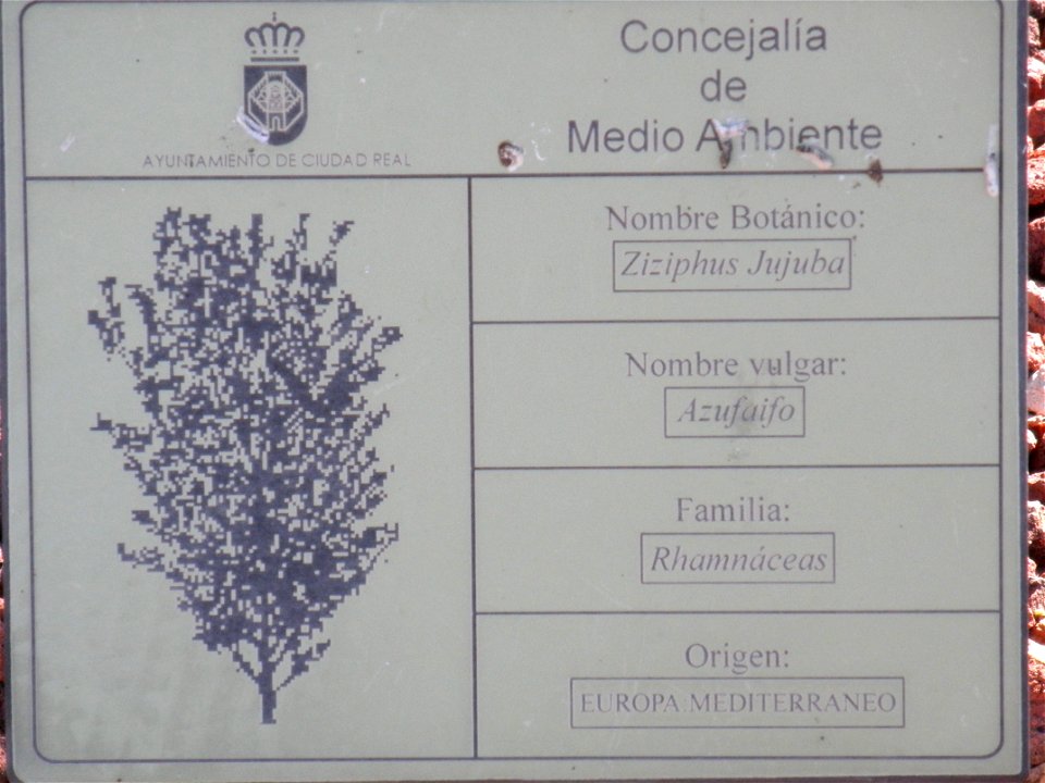 Ziziphus jujuba info plaque, Parque El Pilar de Ciudad Real, Spain
