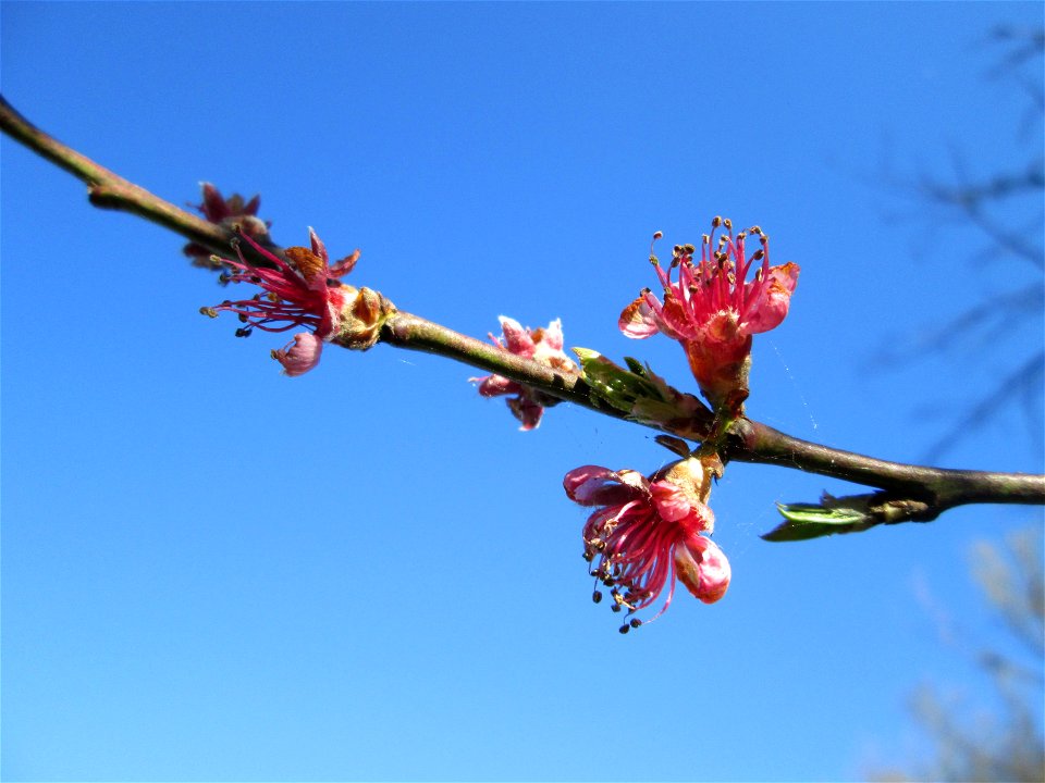 Ausgewilderter Pfirsich (Prunus persica) am Saarbach in Brebach