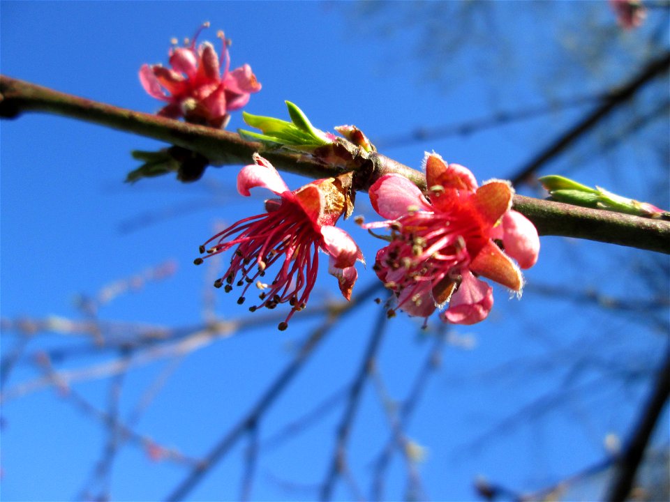 Ausgewilderter Pfirsich (Prunus persica) am Saarbach in Brebach