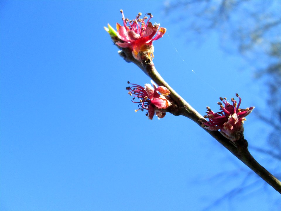 Ausgewilderter Pfirsich (Prunus persica) am Saarbach in Brebach