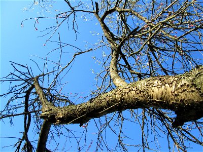 Ausgewilderter Pfirsich (Prunus persica) am Saarbach in Brebach photo