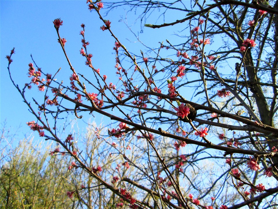 Ausgewilderter Pfirsich (Prunus persica) am Saarbach in Brebach