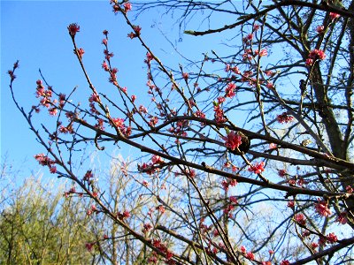 Ausgewilderter Pfirsich (Prunus persica) am Saarbach in Brebach