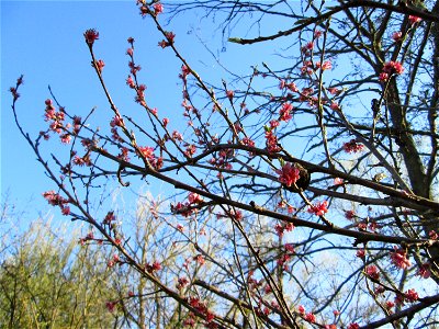 Ausgewilderter Pfirsich (Prunus persica) am Saarbach in Brebach photo