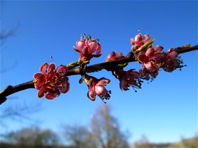 Ausgewilderter Pfirsich (Prunus persica) am Saarbach in Brebach