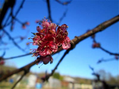 Ausgewilderter Pfirsich (Prunus persica) am Saarbach in Brebach
