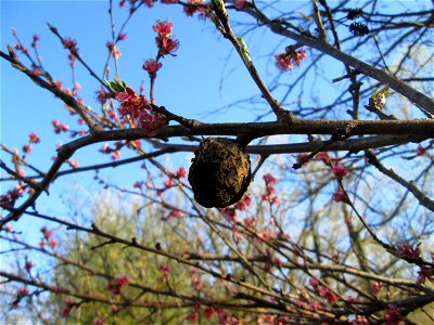 Ausgewilderter Pfirsich (Prunus persica) am Saarbach in Brebach