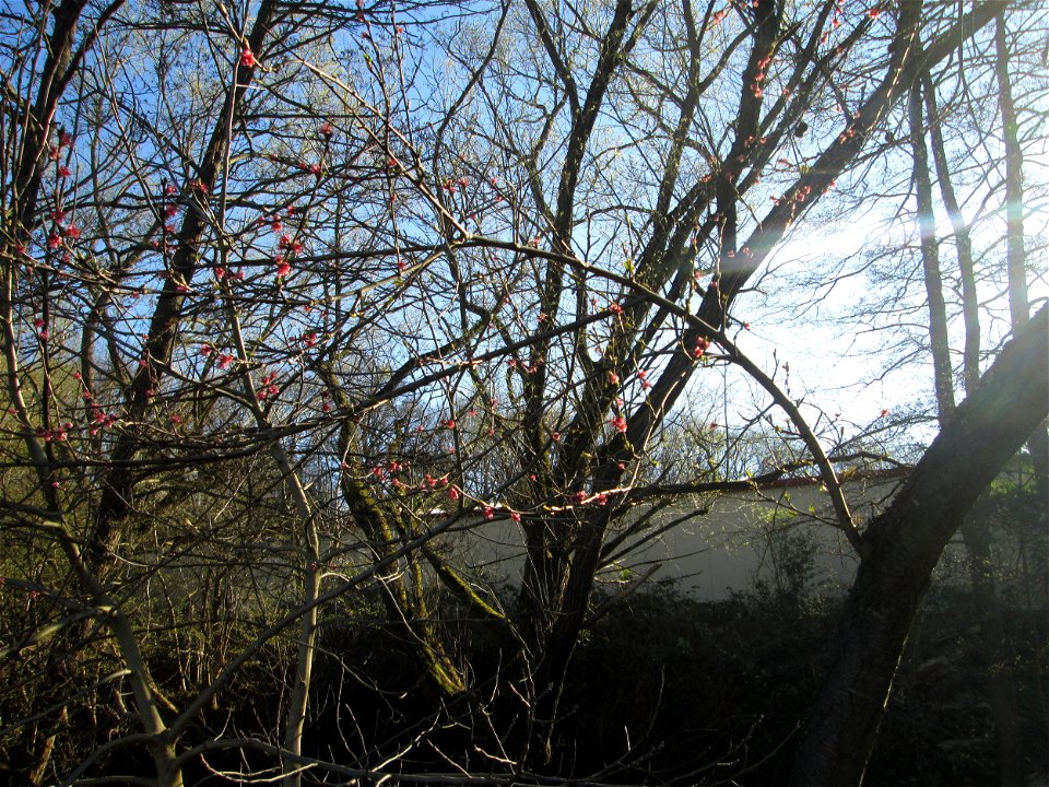 Ausgewilderter Pfirsich (Prunus persica) am Saarbach in Brebach