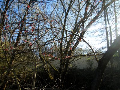 Ausgewilderter Pfirsich (Prunus persica) am Saarbach in Brebach