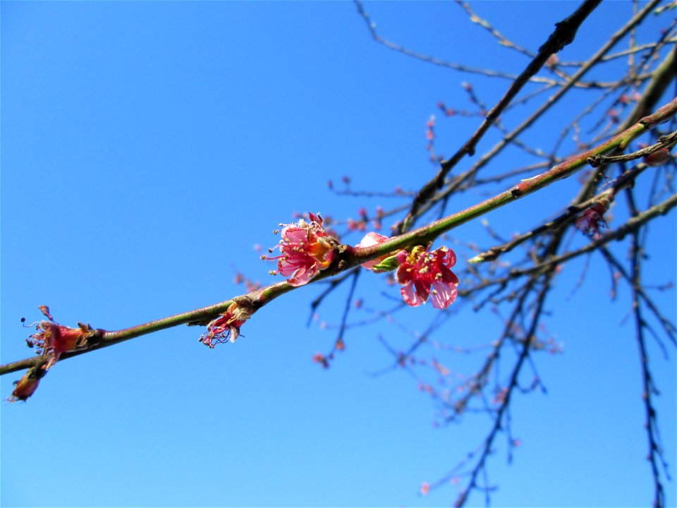 Ausgewilderter Pfirsich (Prunus persica) am Saarbach in Brebach