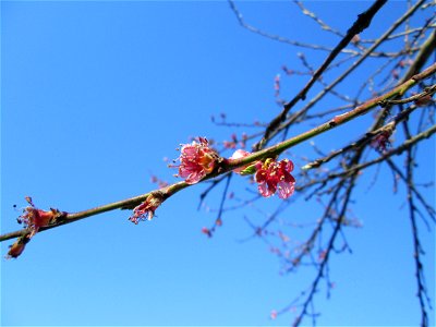 Ausgewilderter Pfirsich (Prunus persica) am Saarbach in Brebach