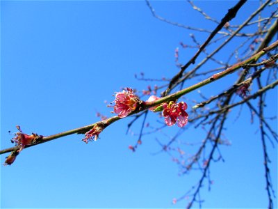 Ausgewilderter Pfirsich (Prunus persica) am Saarbach in Brebach photo