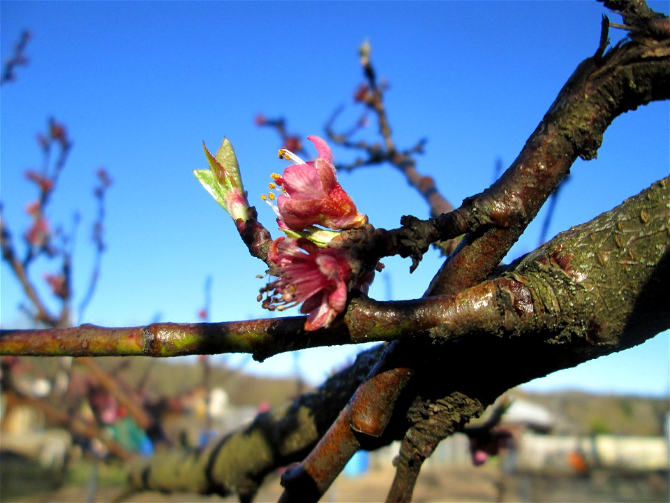 Ausgewilderter Pfirsich (Prunus persica) am Saarbach in Brebach