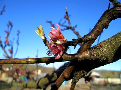 Ausgewilderter Pfirsich (Prunus persica) am Saarbach in Brebach