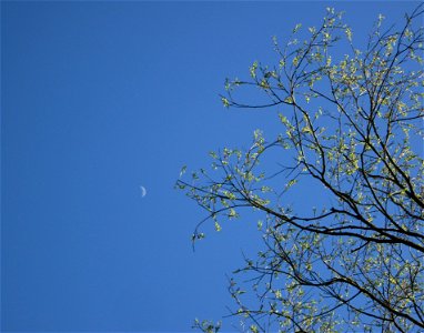 Ausgewilderter Pfirsich (Prunus persica) am Saarbach in Brebach