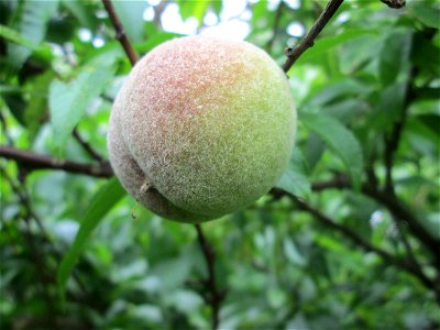 Ausgewilderter Pfirsich (Prunus persica) am Saarbach in Brebach