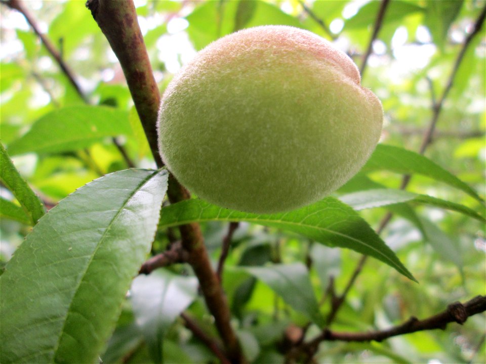 Ausgewilderter Pfirsich (Prunus persica) am Saarbach in Brebach