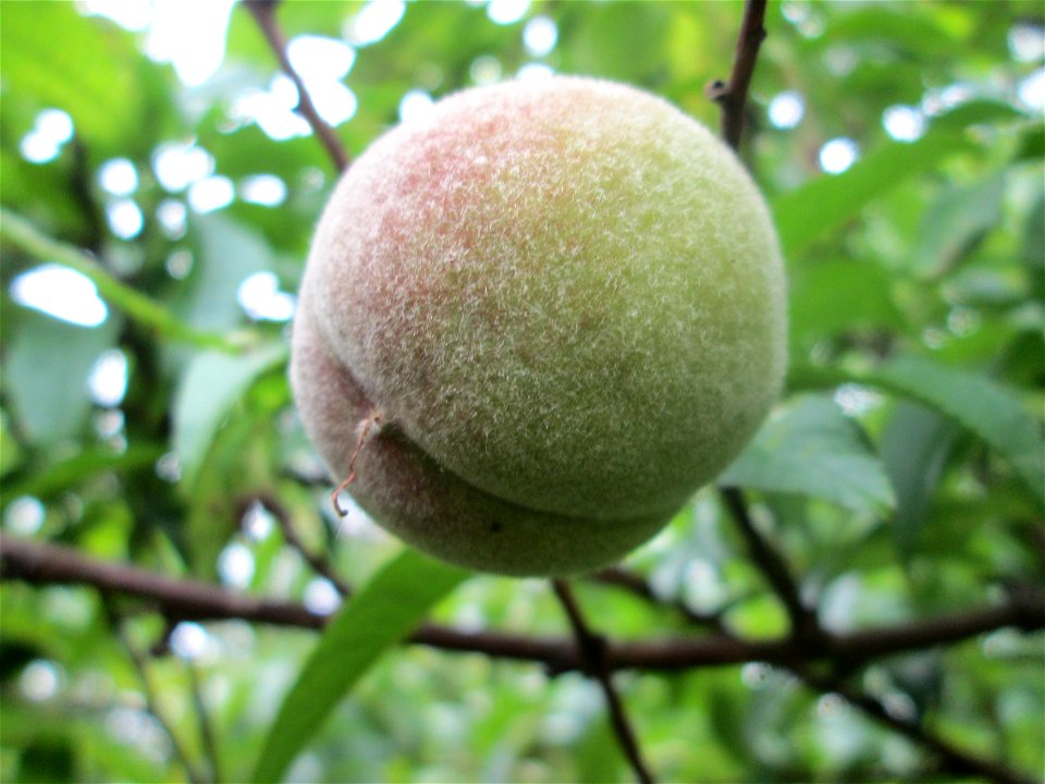 Ausgewilderter Pfirsich (Prunus persica) am Saarbach in Brebach
