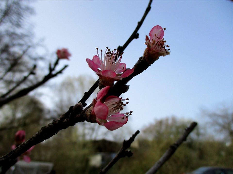 Ausgewilderter Pfirsich (Prunus persica) am Saarbach in Brebach