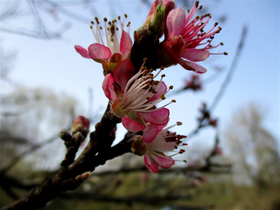Ausgewilderter Pfirsich (Prunus persica) am Saarbach in Brebach