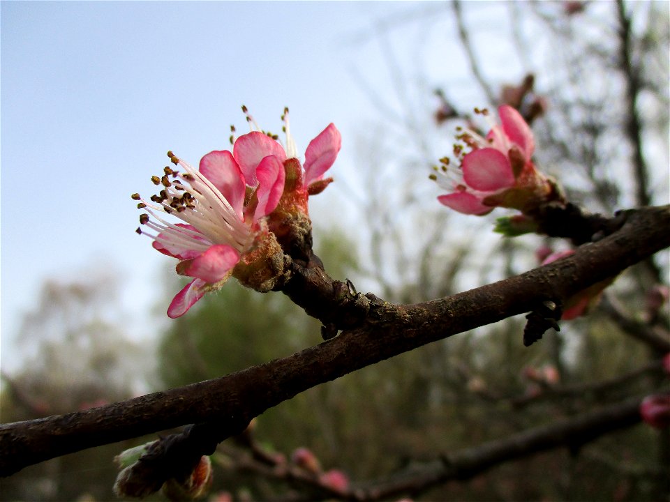Ausgewilderter Pfirsich (Prunus persica) am Saarbach in Brebach