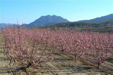 Cieza, Murcia, Spain. Mount Almorchón and peach trees. photo